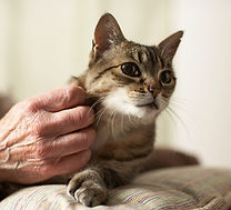 Cat Being Petted