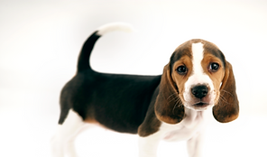 Beagle Puppy